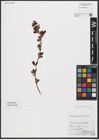 Foto von Salix aurita L. x Salix starkeana Willd.
